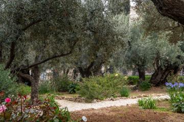 Getsemani Mercoledi Santo